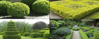 Hedge Cutting